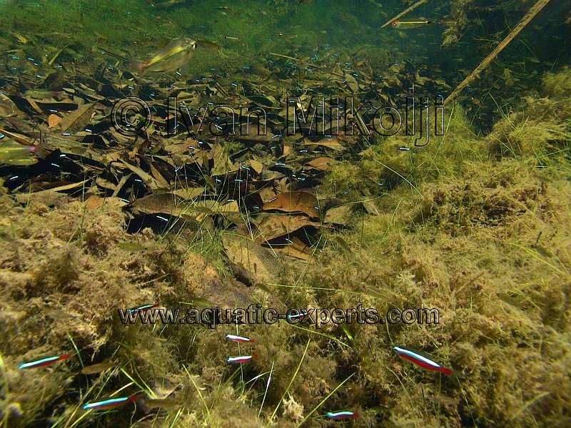 Cardinal Tetras habitat